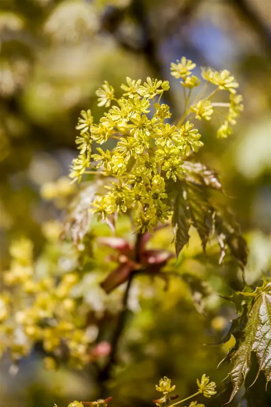 acer plat. 'globosum' 6/ 8 - afbeelding 3