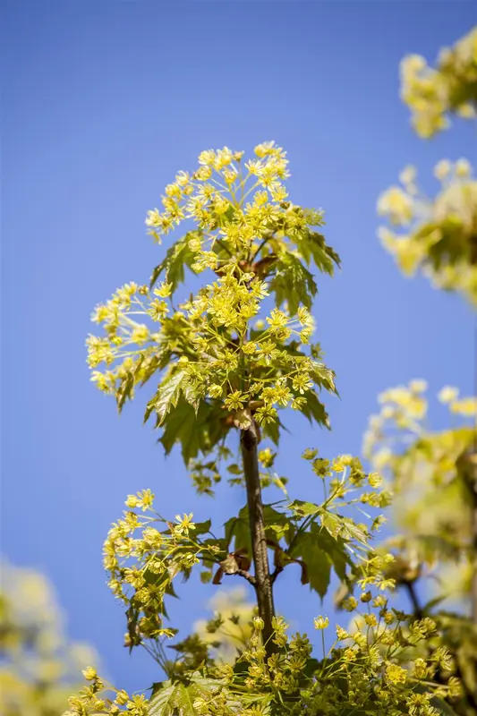 acer plat. 'globosum' 6/ 8 - afbeelding 4