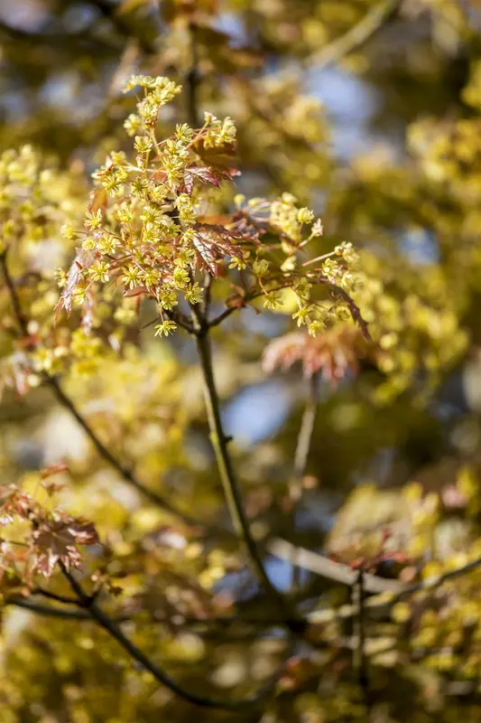 acer plat. 'globosum' 6/ 8 - afbeelding 5