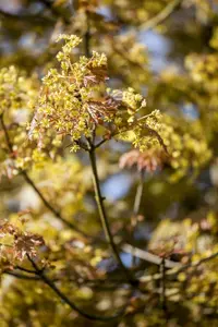 acer plat. 'globosum' 8/10 - afbeelding 5