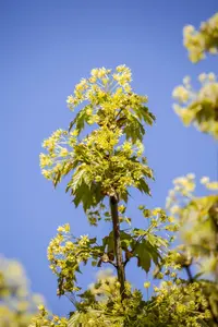 acer plat. 'globosum' 18/20 - afbeelding 4