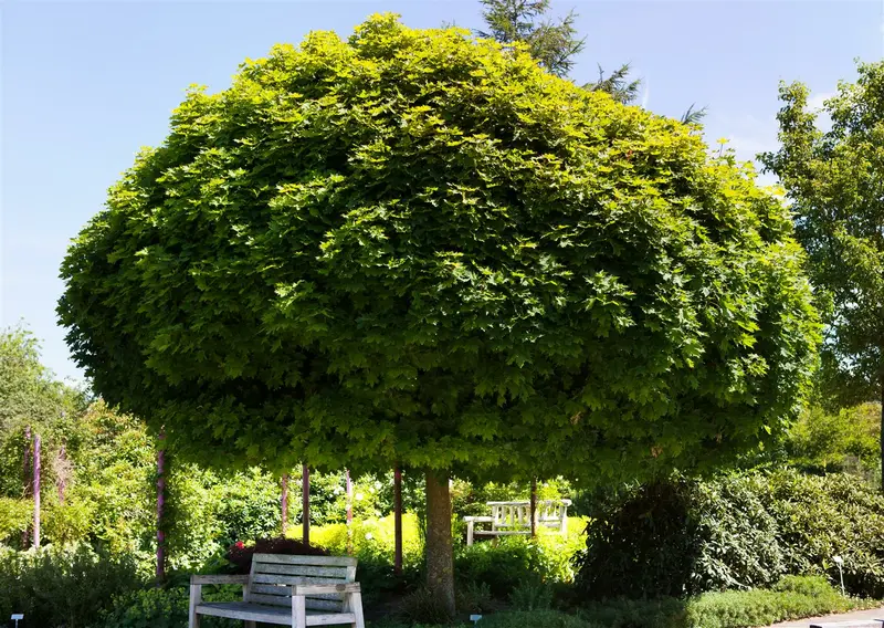 acer plat. 'globosum' 8/10 C15 - afbeelding 2