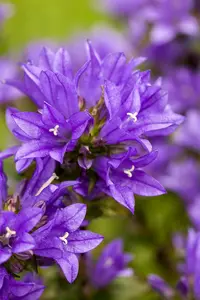 campanula glomerata P11 - afbeelding 1