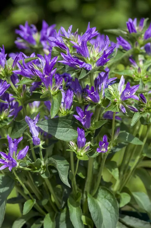 campanula glomerata P11 - afbeelding 4