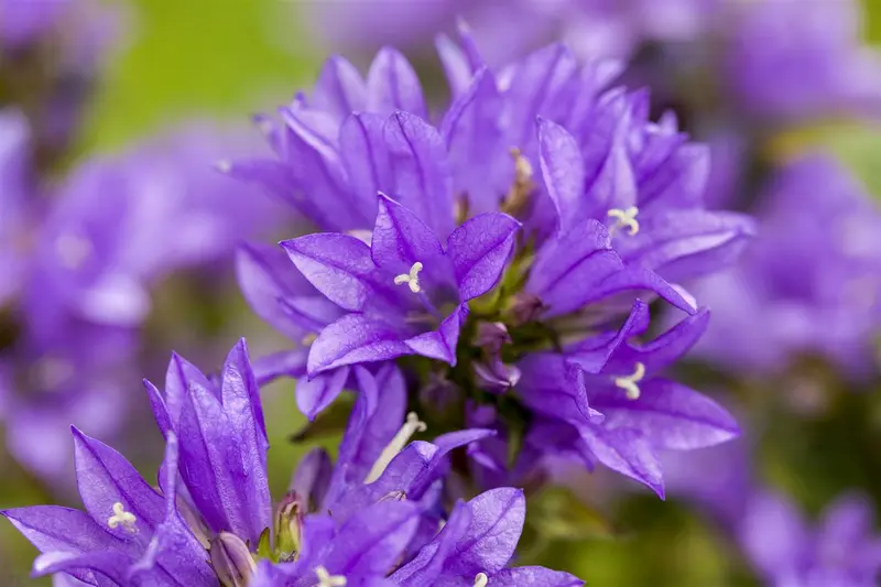 campanula glomerata P11 - afbeelding 2