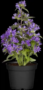 campanula glomerata P11 - afbeelding 3