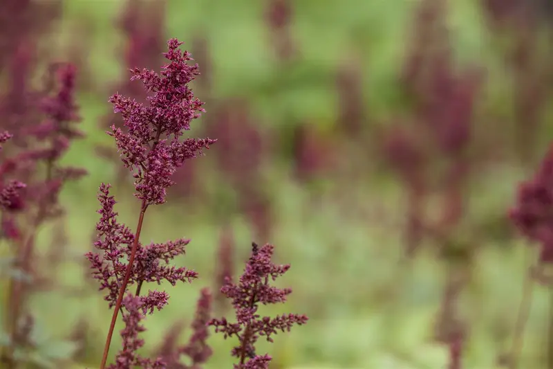 astilbe (a) 'glut' P9 - afbeelding 1