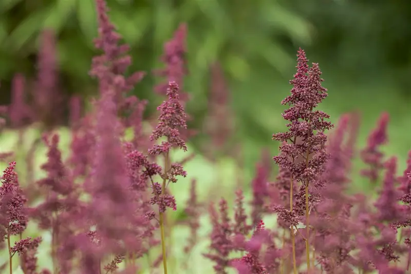 astilbe (a) 'glut' P9 - afbeelding 2