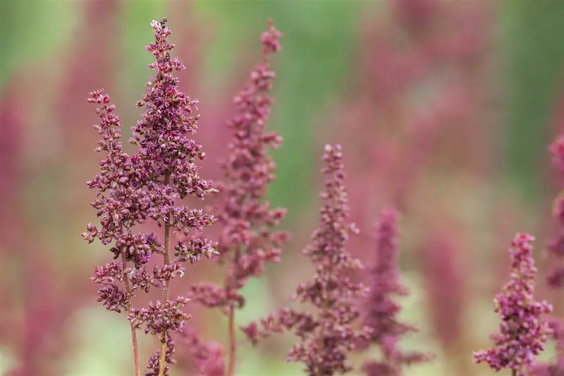 astilbe (a) 'glut' P9 - afbeelding 3