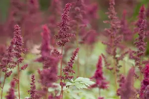 astilbe (a) 'glut' P9 - afbeelding 4