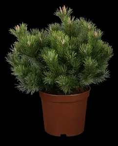 pinus mugo 'gnom' bonsai 150-175 100 x 100 - afbeelding 1