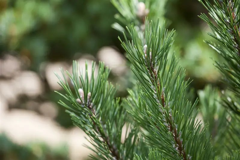 pinus mugo 'gnom' bonsai 150-175 100 x 100 - afbeelding 2