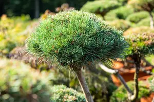 pinus mugo 'gnom' bonsai 150-175 100 x 100 - afbeelding 3