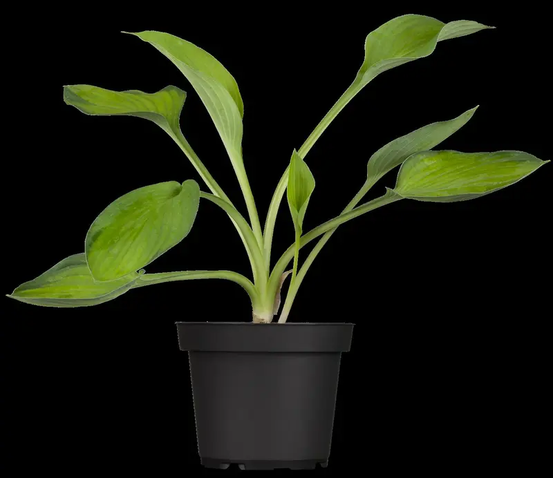 hosta hybr. 'gold standard' C3 - afbeelding 1