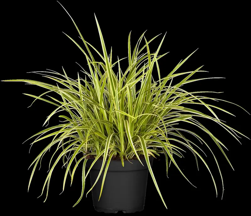 carex morrowii goldband p11 - afbeelding 1