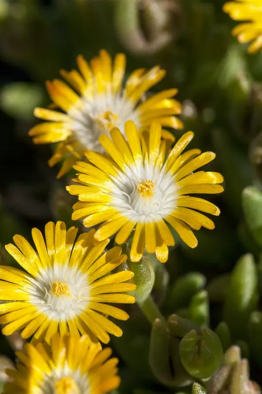 delosperma congestum 'gold nugget' P9 - afbeelding 2