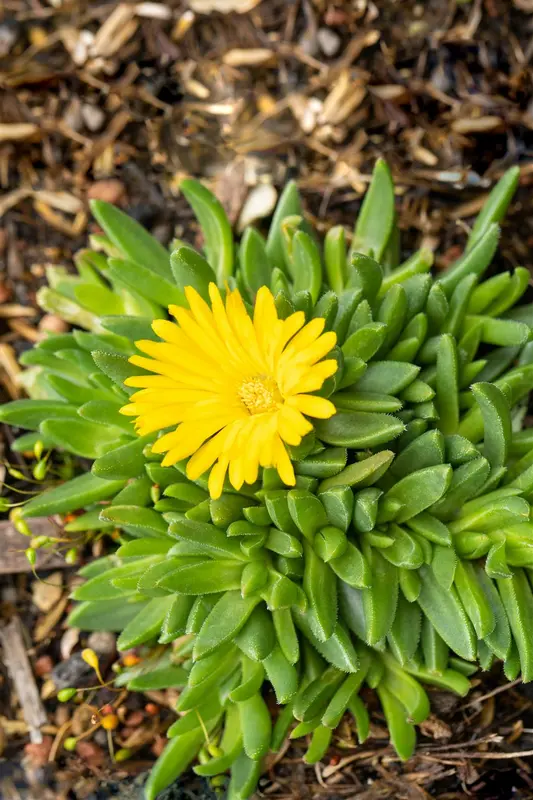 delosperma congestum 'gold nugget' P9 - afbeelding 5