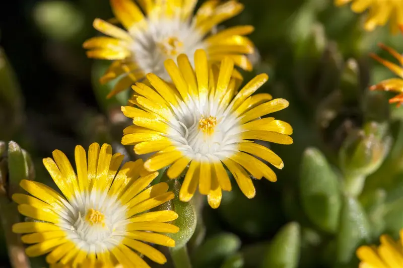 delosperma congestum 'gold nugget' P9 - afbeelding 1