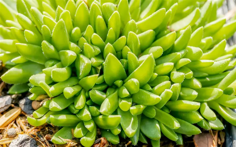 delosperma congestum 'gold nugget' P9 - afbeelding 3