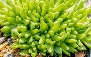 delosperma congestum 'gold nugget' P9 - afbeelding 3