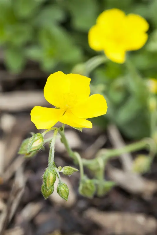 helianthemum 'golden queen' P11 - afbeelding 1