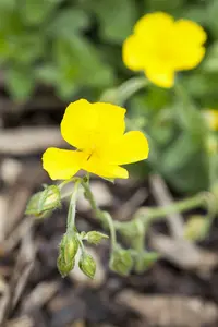 helianthemum 'golden queen' P11 - afbeelding 1