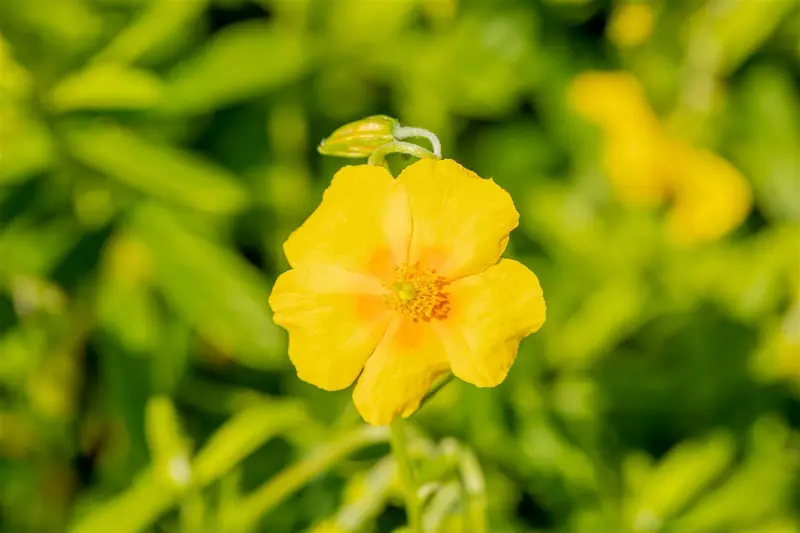 helianthemum 'golden queen' P11 - afbeelding 3