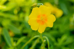 helianthemum 'golden queen' P11 - afbeelding 4