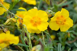 helianthemum 'golden queen' P11 - afbeelding 2