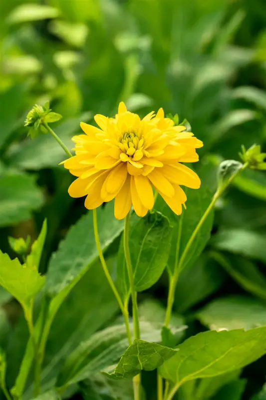 rudbeckia lac. 'goldquelle' P9 - afbeelding 1