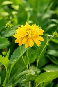 rudbeckia lac. 'goldquelle' P9 - afbeelding 1