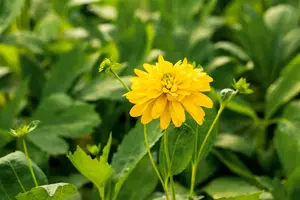 rudbeckia lac. 'goldquelle' P9 - afbeelding 2