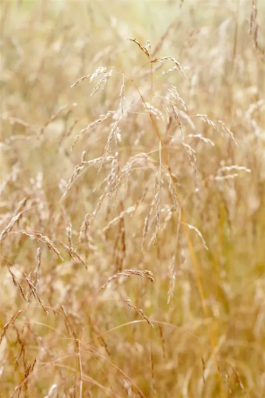 deschampsia cesp. 'goldschleier' P11 - afbeelding 1