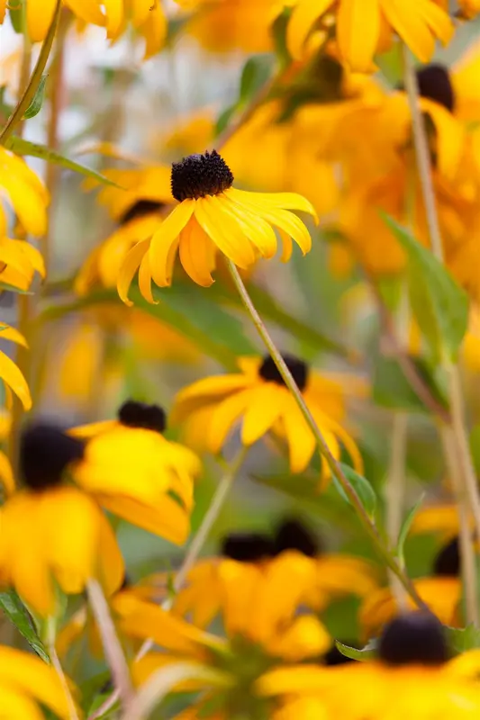 rudbeckia fulg. 'goldsturm' P11 - afbeelding 2