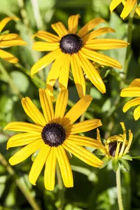 rudbeckia fulg. 'goldsturm' P11 - afbeelding 4