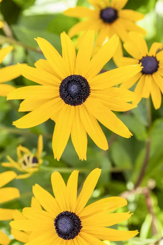 rudbeckia fulg. 'goldsturm' P9 - afbeelding 5