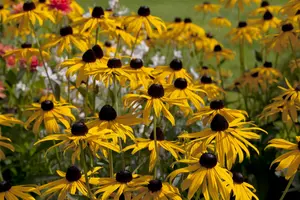 rudbeckia fulg. 'goldsturm' P9 - afbeelding 1