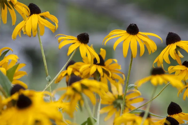 rudbeckia fulg. 'goldsturm' P9 - afbeelding 3