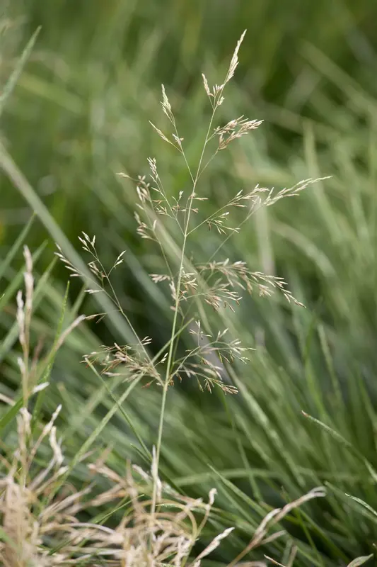 deschampsia cesp. 'goldtau' P11