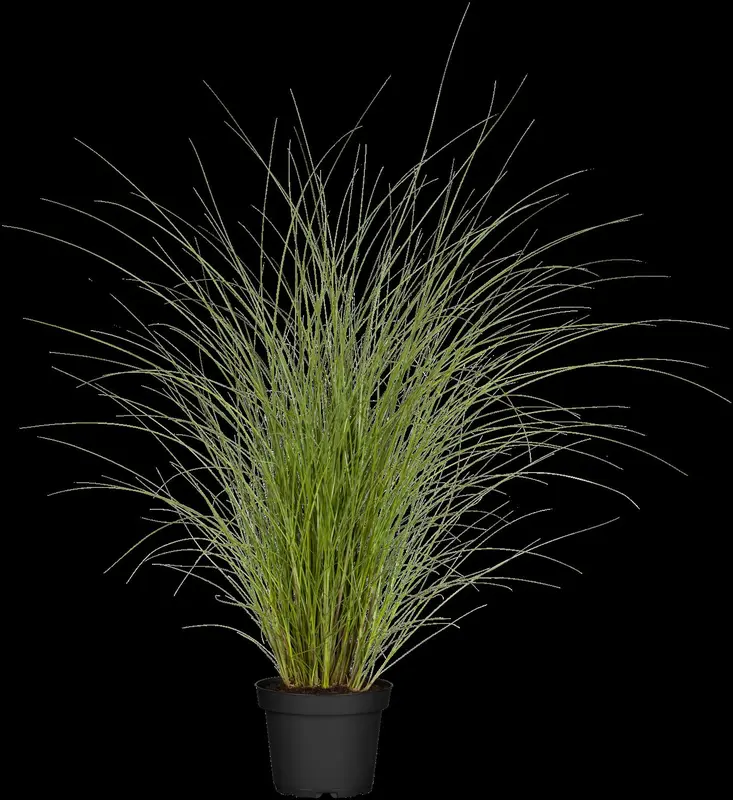 miscanthus sin. 'gracillimus' P9 - afbeelding 2