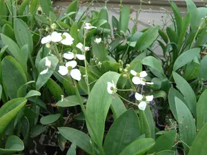 sagittaria graminea P9 - afbeelding 1