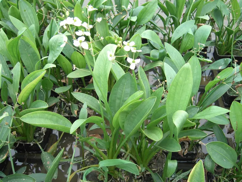 sagittaria graminea P9 - afbeelding 2