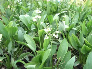 sagittaria graminea P9 - afbeelding 3