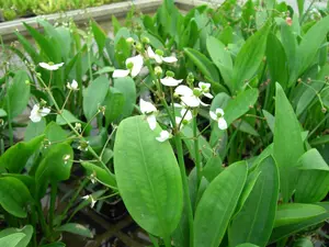 sagittaria graminea P9 - afbeelding 4