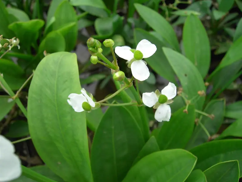 sagittaria graminea P9 - afbeelding 5