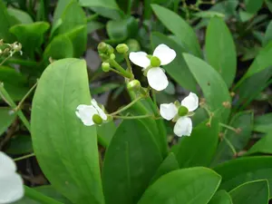 sagittaria graminea P9 - afbeelding 5