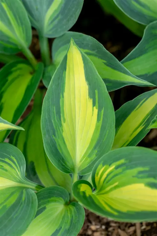 hosta hybr. 'grand marquee'® P9 - afbeelding 2