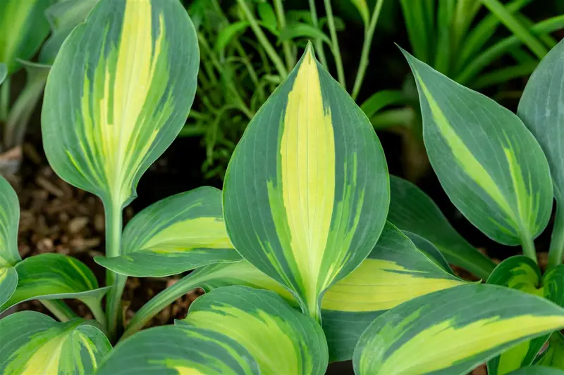 hosta hybr. 'grand marquee'® P9 - afbeelding 1