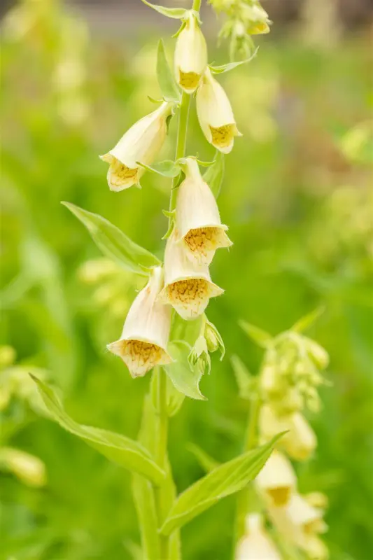 digitalis grandiflora P11 - afbeelding 1