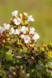 abelia grandiflora C45 - afbeelding 5